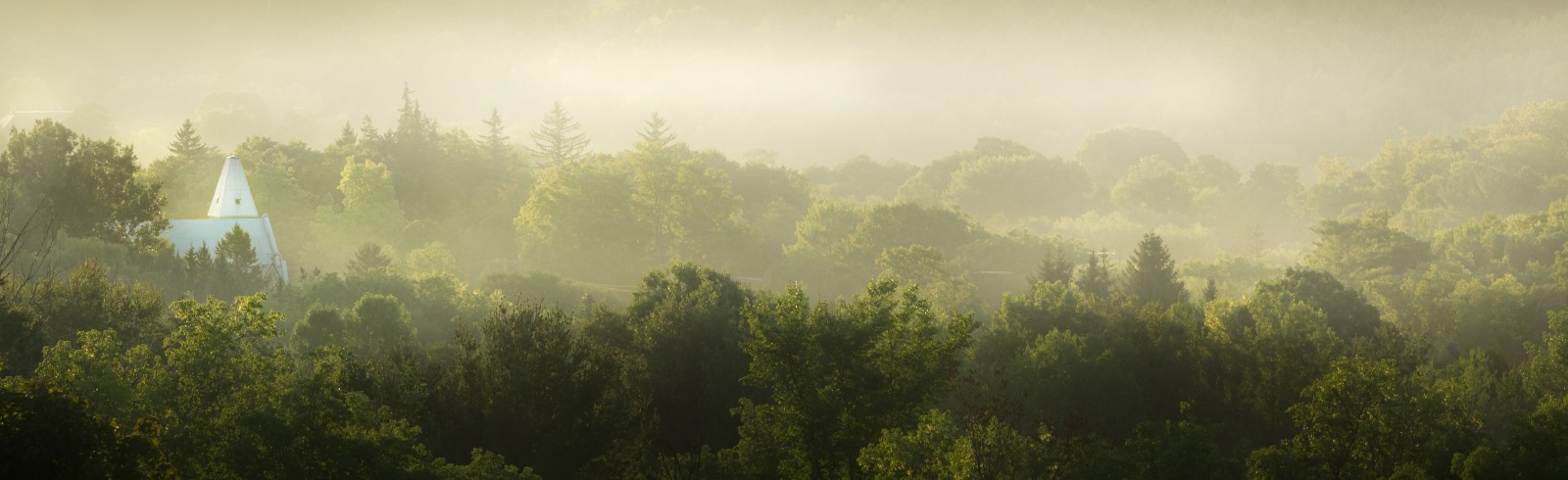 a landscape of trees with mist above them