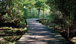 Hiking trail with wooden bridge