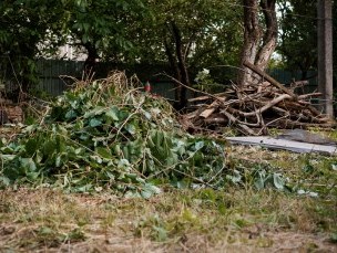 Brush and limbs