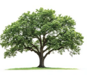 Bur Oak
