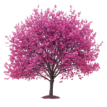 Eastern Redbud