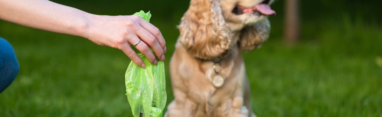 person cleaning up dog poop