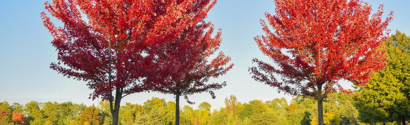 Red Maple Trees in a park