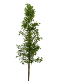 Red Maple