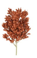 Red Oak