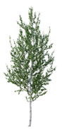 river birch