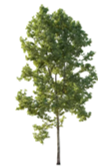 Sycamore