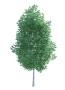 Tulip Tree