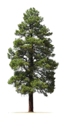 White Pine
