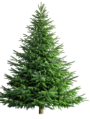 White Spruce