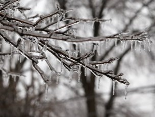 Tree with ice on the branches