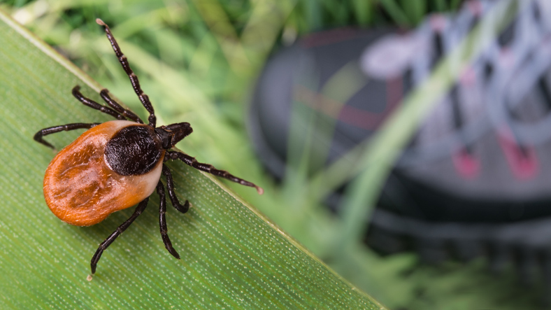 black legged tick