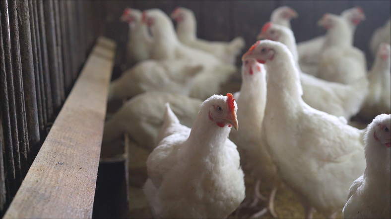 flock of chickens