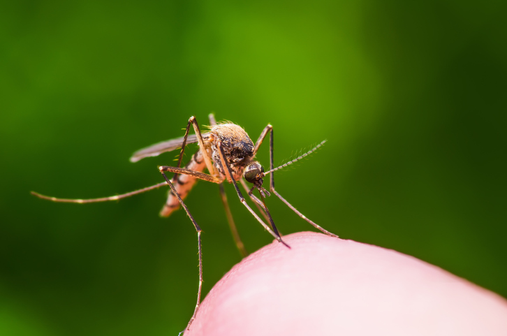 mosquito on a finger