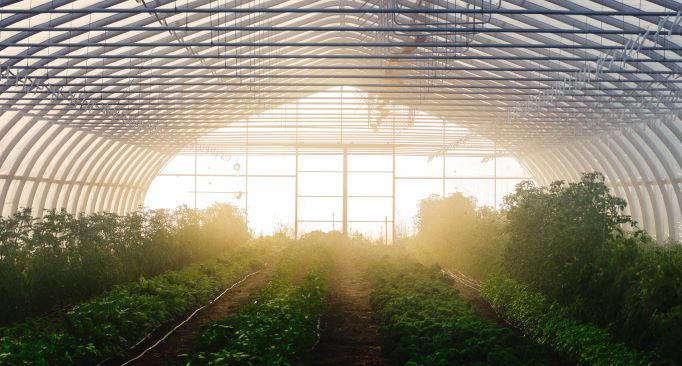 Greenhouse
