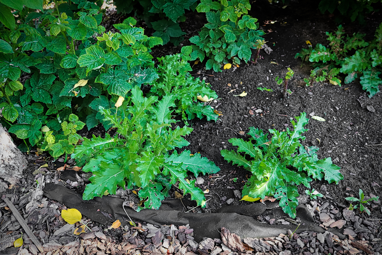 multiple thistle plants growing in a garden
