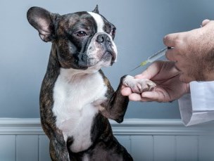dog being vaccinated