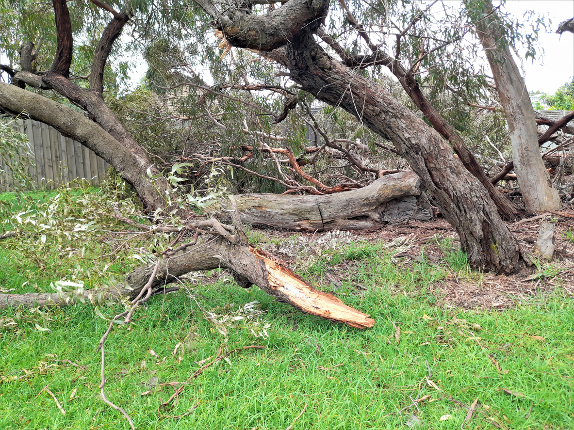 fallen trees