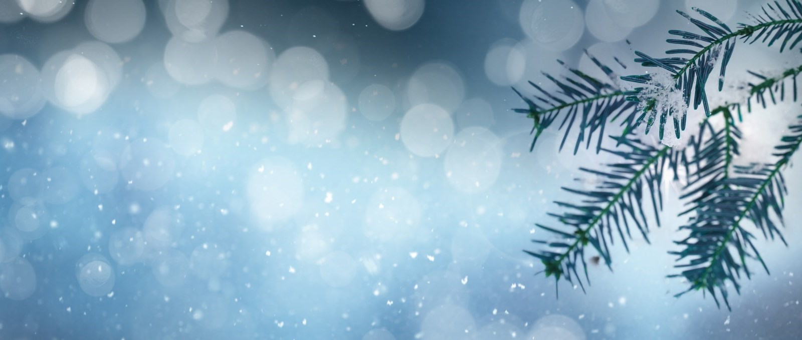Blue blurry winter background with bokeh lights and fir branch stock photo