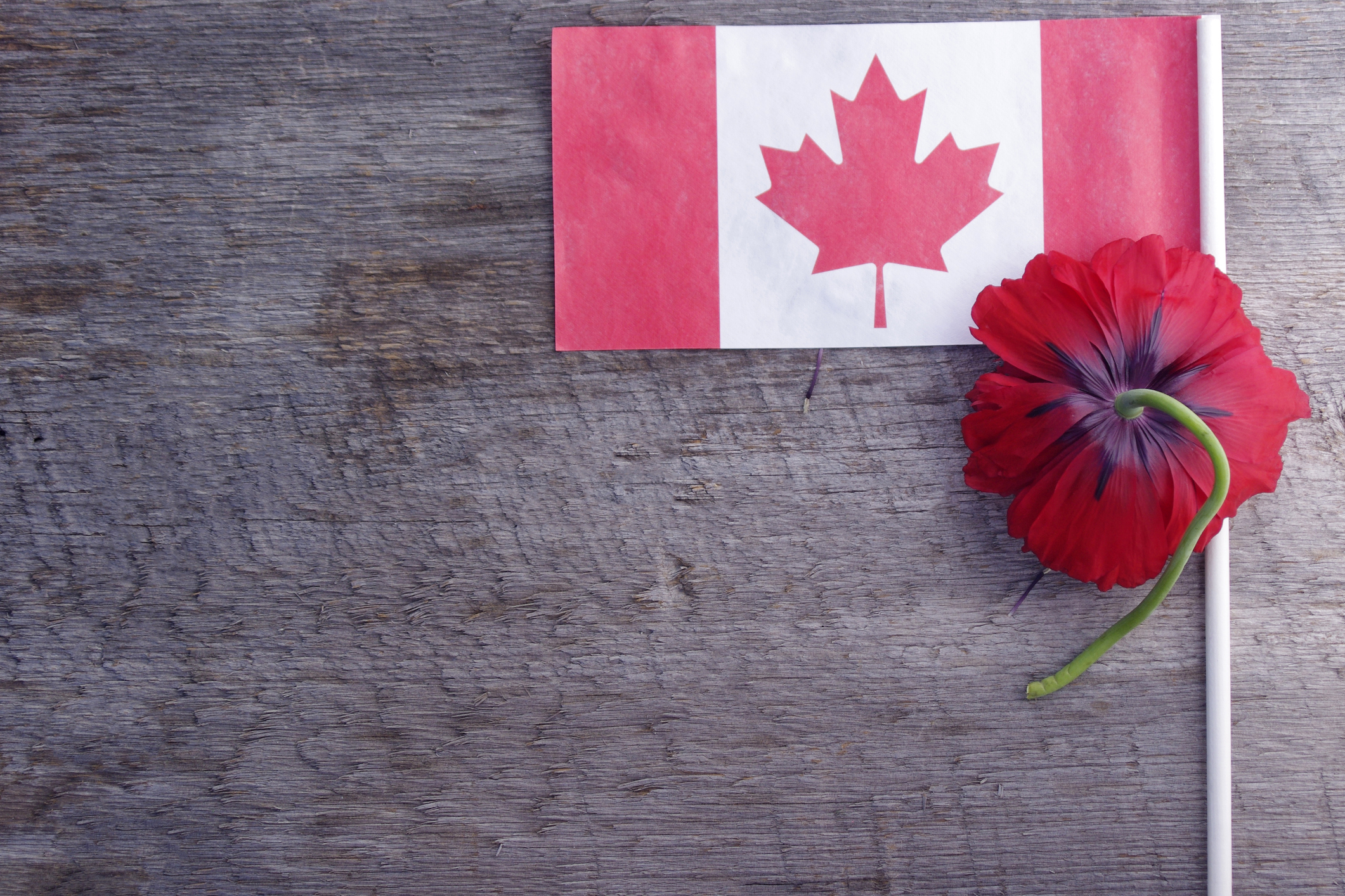 Canadian Flag and a Poppy