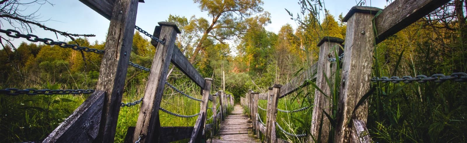bridge trail to forest