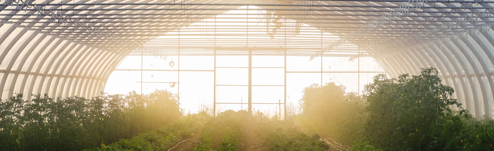 plants growing in a greenhouse