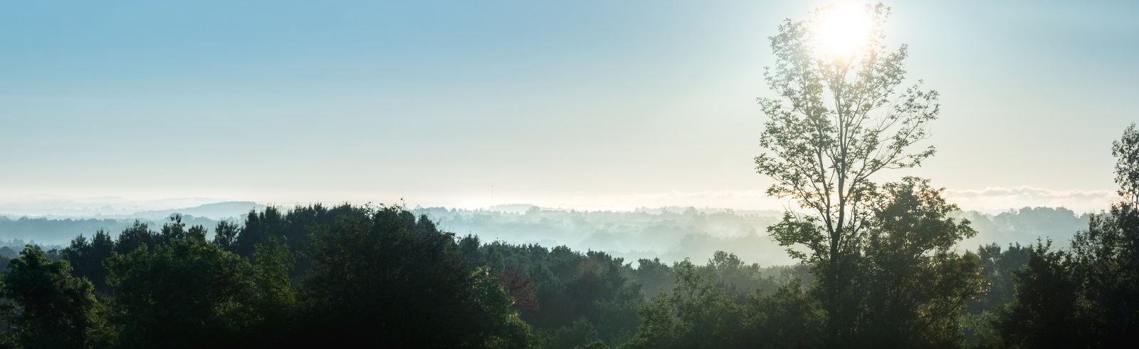 landscape of forest and the sun shining through a tall tree