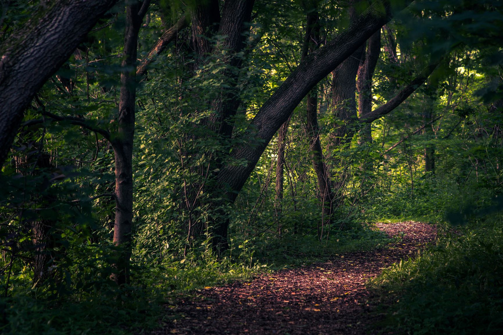 Trail