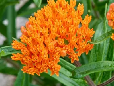 butterfly milkweed